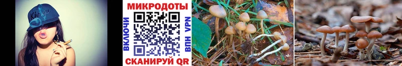 Псилоцибиновые грибы Psilocybe  закладка  Елец 